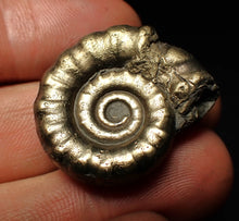 Load image into Gallery viewer, Pyrite Eteoderoceras (Eoderoceras) ammonite fossil (31 mm)