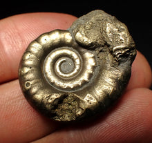 Load image into Gallery viewer, Pyrite Eteoderoceras (Eoderoceras) ammonite fossil (31 mm)