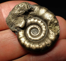 Load image into Gallery viewer, Pyrite Eteoderoceras (Eoderoceras) ammonite fossil (31 mm)