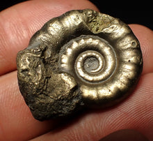Load image into Gallery viewer, Pyrite Eteoderoceras (Eoderoceras) ammonite fossil (31 mm)