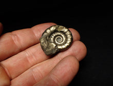 Load image into Gallery viewer, Pyrite Eteoderoceras (Eoderoceras) ammonite fossil (31 mm)