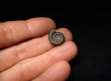 Load image into Gallery viewer, Crucilobiceras pyrite ammonite fossil (17 mm)