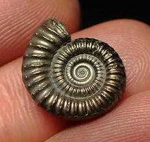 Load image into Gallery viewer, Crucilobiceras pyrite ammonite fossil (17 mm)