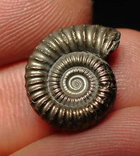 Load image into Gallery viewer, Crucilobiceras pyrite ammonite fossil (17 mm)