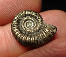 Load image into Gallery viewer, Crucilobiceras pyrite ammonite fossil (17 mm)