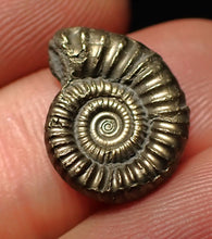 Load image into Gallery viewer, Crucilobiceras pyrite ammonite fossil (17 mm)