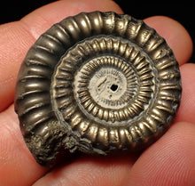 Load image into Gallery viewer, Echioceras pyrite ammonite fossil (39 mm)