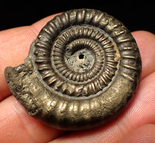 Load image into Gallery viewer, Echioceras pyrite ammonite fossil (39 mm)