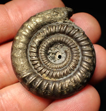 Load image into Gallery viewer, Echioceras pyrite ammonite fossil (39 mm)