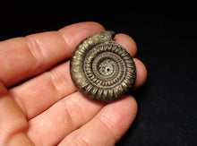 Load image into Gallery viewer, Echioceras pyrite ammonite fossil (39 mm)