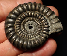 Load image into Gallery viewer, Echioceras pyrite ammonite fossil (50 mm)