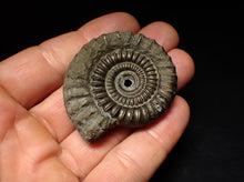 Load image into Gallery viewer, Echioceras pyrite ammonite fossil (50 mm)