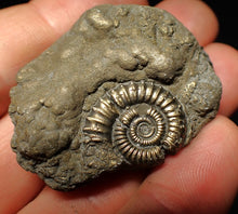 Load image into Gallery viewer, Pyrite multi-ammonite fossil Crucilobiceras (45 mm)