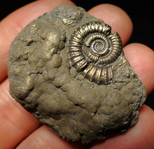 Load image into Gallery viewer, Pyrite multi-ammonite fossil Crucilobiceras (45 mm)