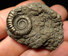 Load image into Gallery viewer, Pyrite multi-ammonite fossil Crucilobiceras (45 mm)