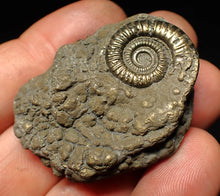 Load image into Gallery viewer, Pyrite multi-ammonite fossil Crucilobiceras (45 mm)