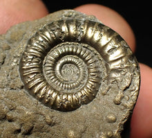 Load image into Gallery viewer, Pyrite multi-ammonite fossil Crucilobiceras (45 mm)