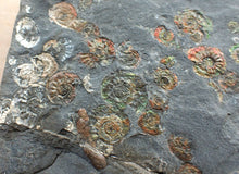Load image into Gallery viewer, Large iridescent multi-ammonite display fossil
