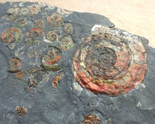 Load image into Gallery viewer, Large iridescent multi-ammonite display fossil