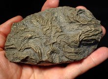 Load image into Gallery viewer, Large 3D pyrite crinoid with multiple heads (120 mm) Pentacrinites