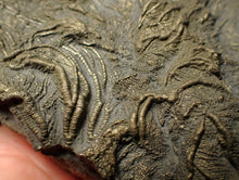 Load image into Gallery viewer, Large 3D pyrite crinoid with multiple heads (120 mm) Pentacrinites