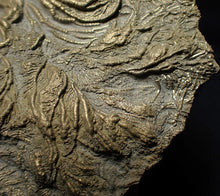 Load image into Gallery viewer, Large 3D pyrite crinoid with multiple heads (120 mm) Pentacrinites
