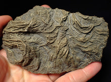 Load image into Gallery viewer, Large 3D pyrite crinoid with multiple heads (120 mm) Pentacrinites