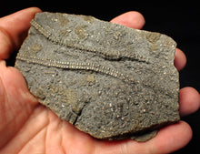 Load image into Gallery viewer, Large 3D pyrite crinoid with multiple heads (120 mm) Pentacrinites