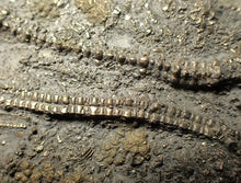 Load image into Gallery viewer, Large 3D pyrite crinoid with multiple heads (120 mm) Pentacrinites