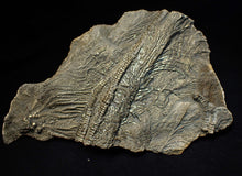 Load image into Gallery viewer, Large 3D golden pyrite crinoid (147 mm) Pentacrinites
