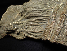 Load image into Gallery viewer, Large 3D golden pyrite crinoid (147 mm) Pentacrinites