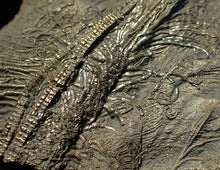 Load image into Gallery viewer, Large 3D golden pyrite crinoid (147 mm) Pentacrinites