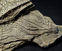 Load image into Gallery viewer, Large 3D golden pyrite crinoid (147 mm) Pentacrinites