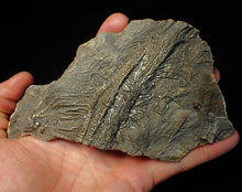 Load image into Gallery viewer, Large 3D golden pyrite crinoid (147 mm) Pentacrinites