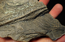 Load image into Gallery viewer, Large 3D golden pyrite crinoid (147 mm) Pentacrinites
