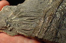 Load image into Gallery viewer, Large 3D golden pyrite crinoid (147 mm) Pentacrinites