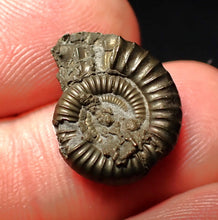 Load image into Gallery viewer, Crucilobiceras pyrite ammonite fossil (17 mm)