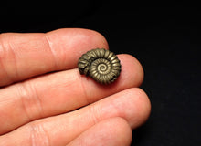 Load image into Gallery viewer, Promicroceras pyritosum ammonite fossil (18 mm)