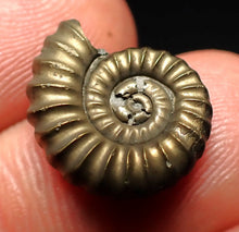 Load image into Gallery viewer, Promicroceras pyritosum ammonite fossil (17 mm)