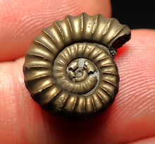 Load image into Gallery viewer, Promicroceras pyritosum ammonite fossil (17 mm)