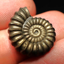 Load image into Gallery viewer, Promicroceras pyritosum ammonite fossil (20 mm)