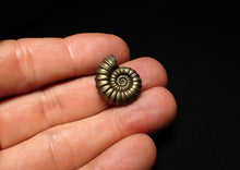 Load image into Gallery viewer, Perfect Promicroceras pyritosum ammonite fossil (21 mm)