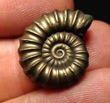 Load image into Gallery viewer, Perfect Promicroceras pyritosum ammonite fossil (21 mm)