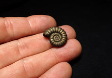 Load image into Gallery viewer, Perfect Promicroceras pyritosum ammonite fossil (21 mm)