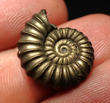 Load image into Gallery viewer, Perfect Promicroceras pyritosum ammonite fossil (19 mm)