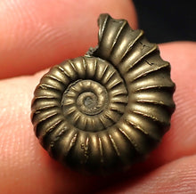 Load image into Gallery viewer, Perfect Promicroceras pyritosum ammonite fossil (19 mm)
