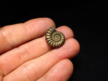 Load image into Gallery viewer, Perfect Promicroceras pyritosum ammonite fossil (20 mm)
