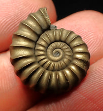 Load image into Gallery viewer, Perfect Promicroceras pyritosum ammonite fossil (20 mm)