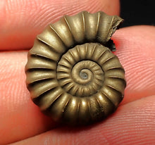 Load image into Gallery viewer, Perfect Promicroceras pyritosum ammonite fossil (20 mm)