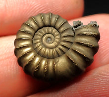 Load image into Gallery viewer, Perfect Promicroceras pyritosum ammonite fossil (20 mm)